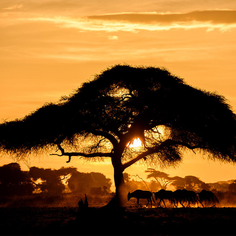 Sun setting behind tree, Amboseli