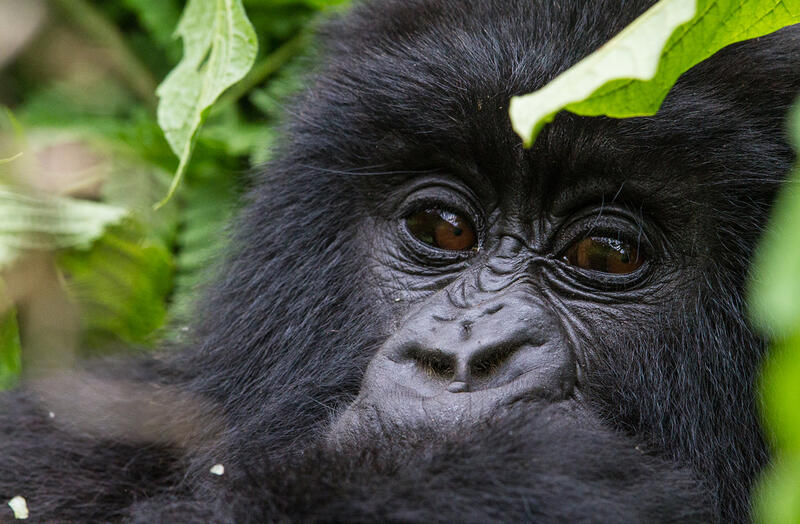 Close of up a gorilla