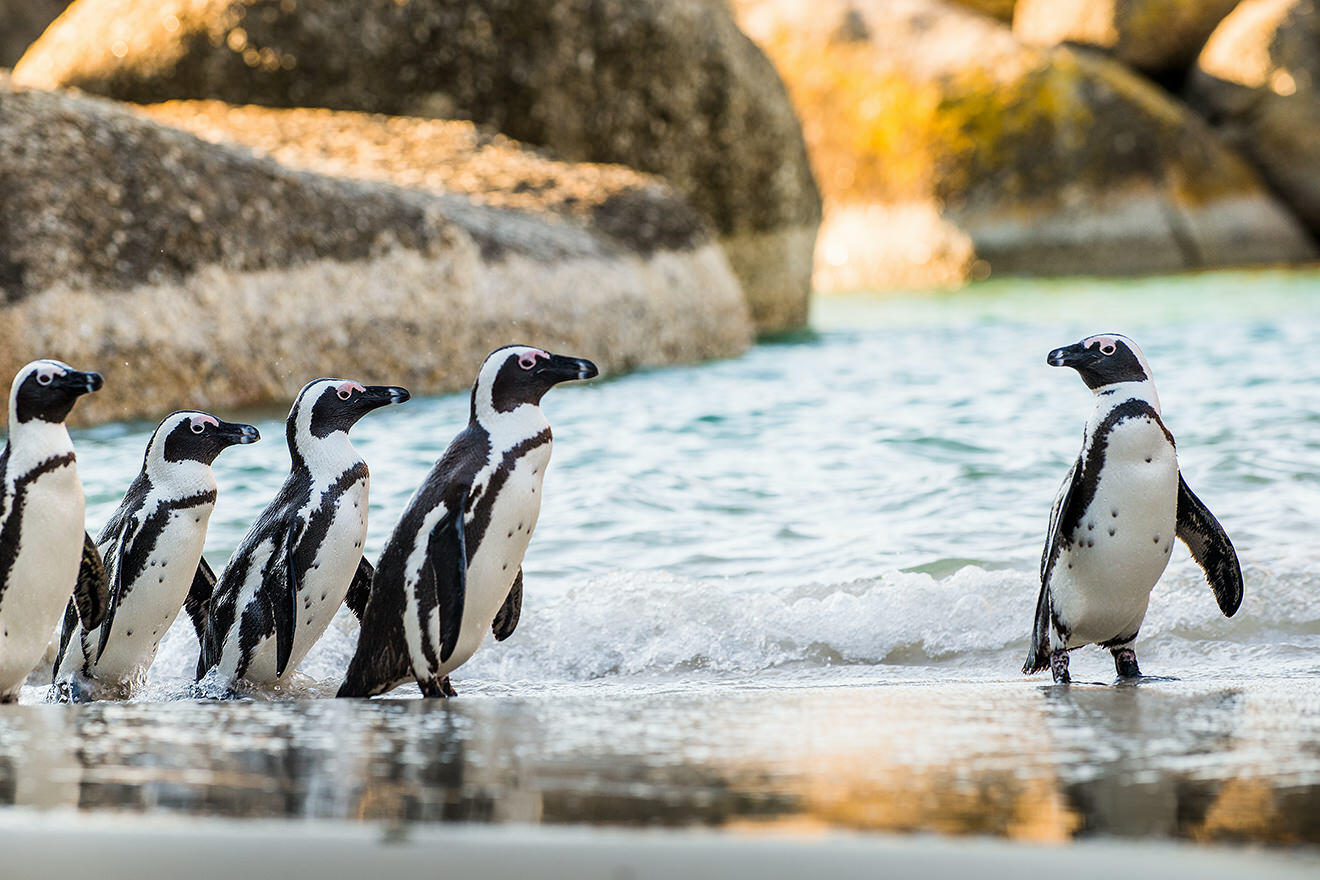 Penguins, Cape Town