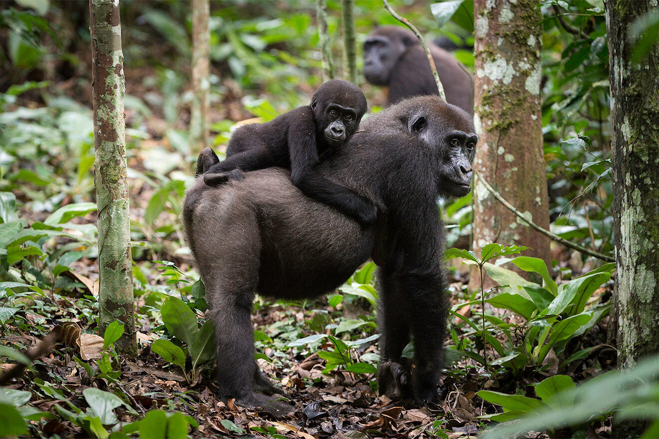 ODZALA DISCOVERY CAMPS - Ngaga Camp - Young Western Lowland Gorilla on its mom's back