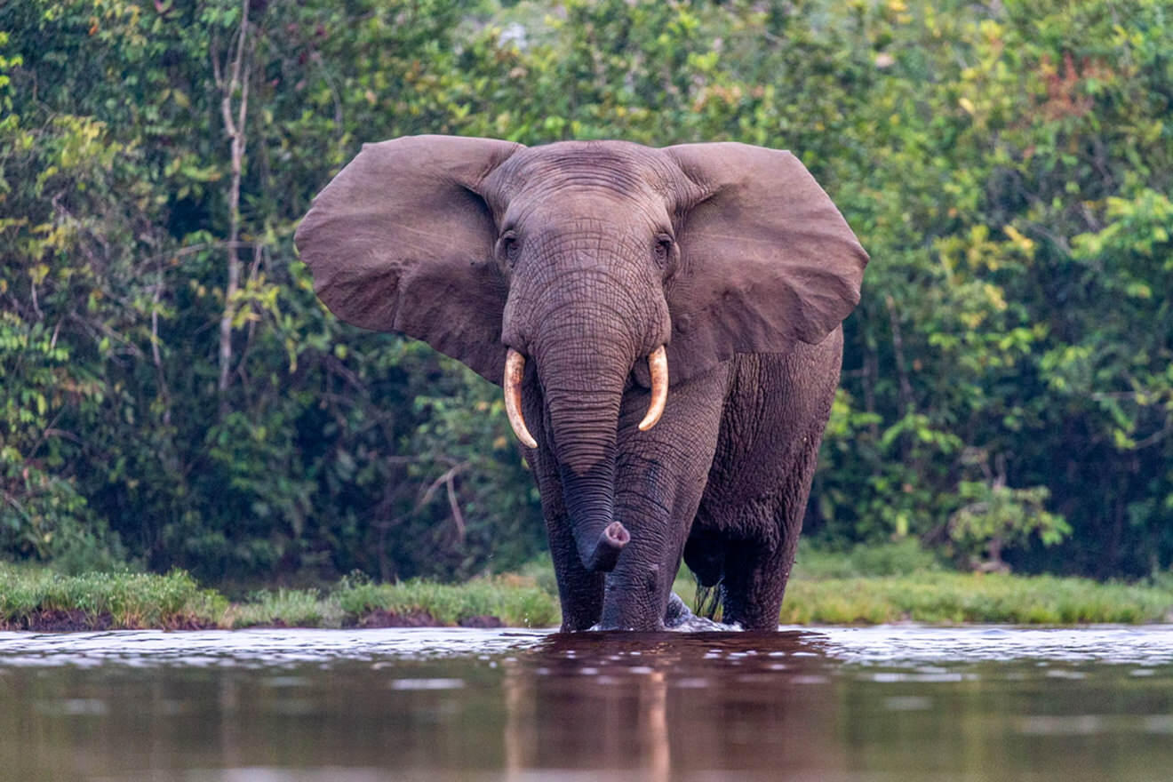 ODZALA DISCOVERY CAMPS - African Forest Elephant walking through water