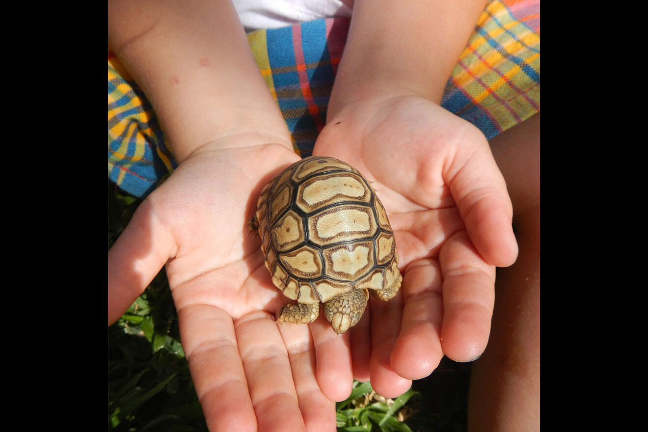 Child holding baby tortoise