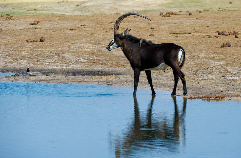 At the watering hole, Hwange National Park