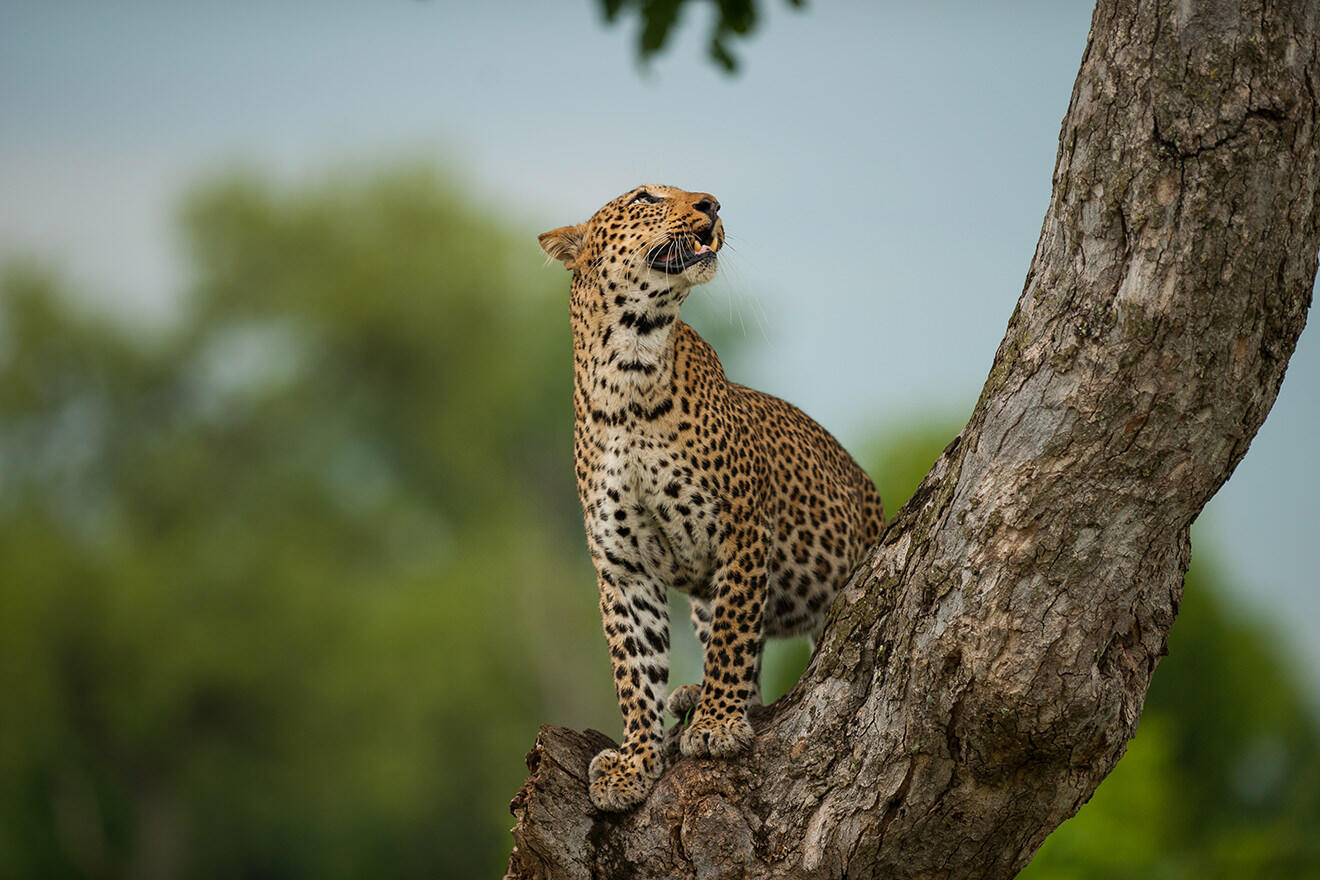 Leopard, Jeffery & McKeith Safaris, Kafue National Park