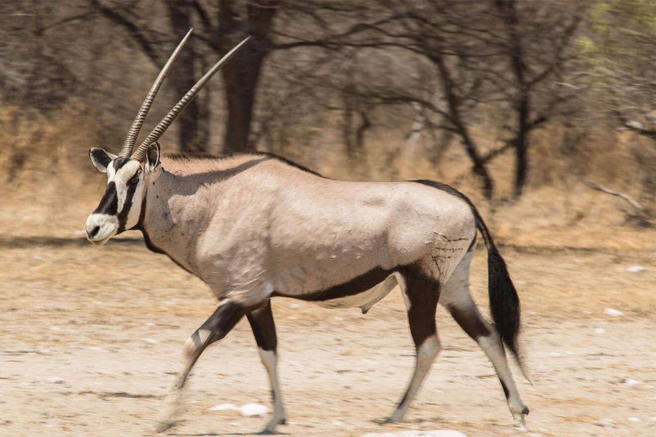 Dinaka, Oryx, Kalahari