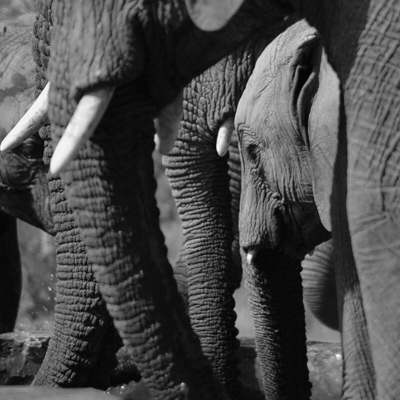 Elephants, Kidepo Valley National Park