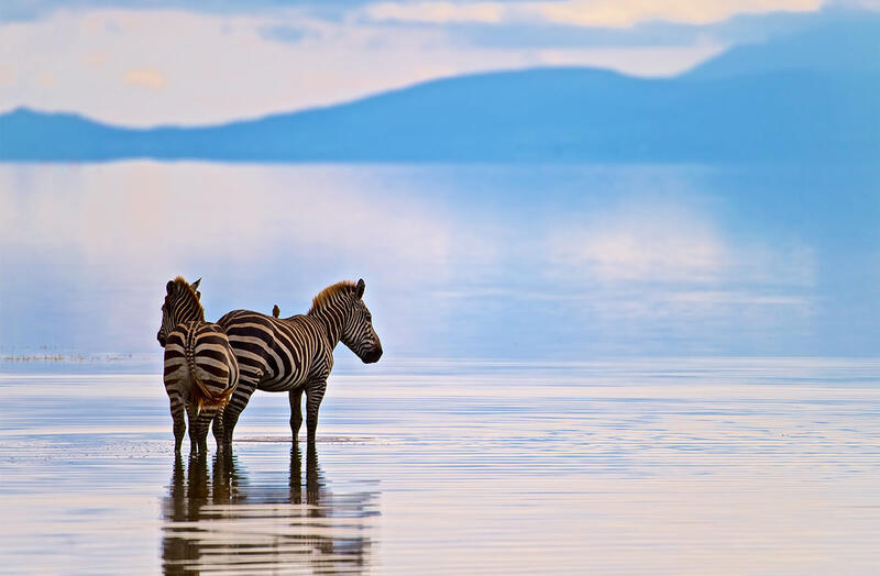Zebras in the water, Lake Manyara