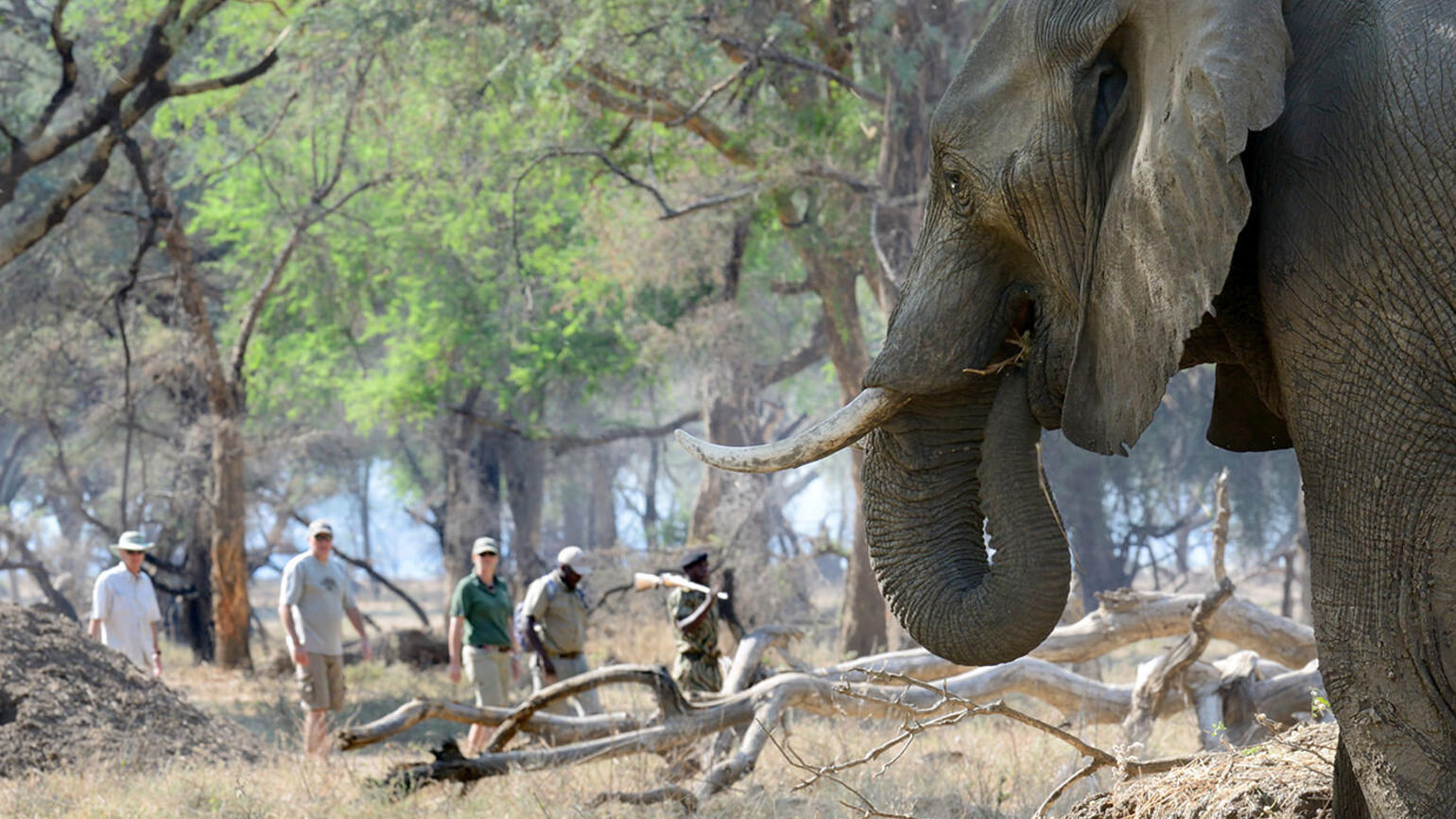 Lower Zambezi National Park image