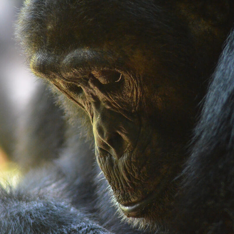 Close up of a chimpanzee in Mahale Mountains