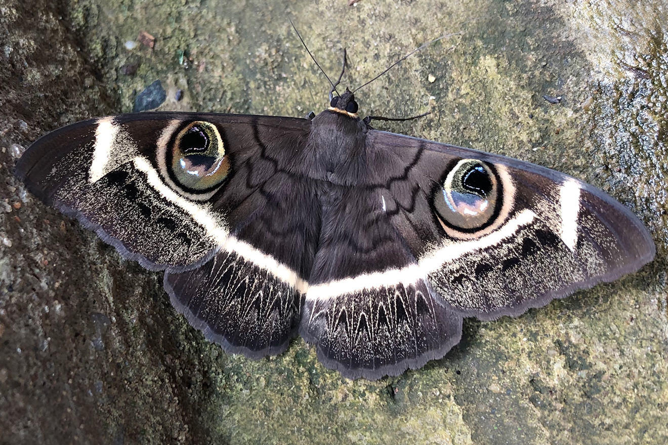 Moth in Matthews Mountains