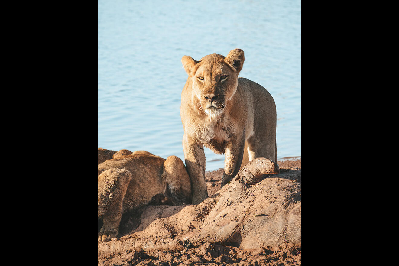 Lions, Matusadona National Park