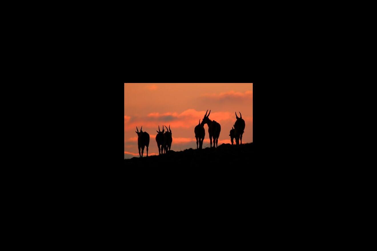 Sunset silhouette at Nyika Plateau