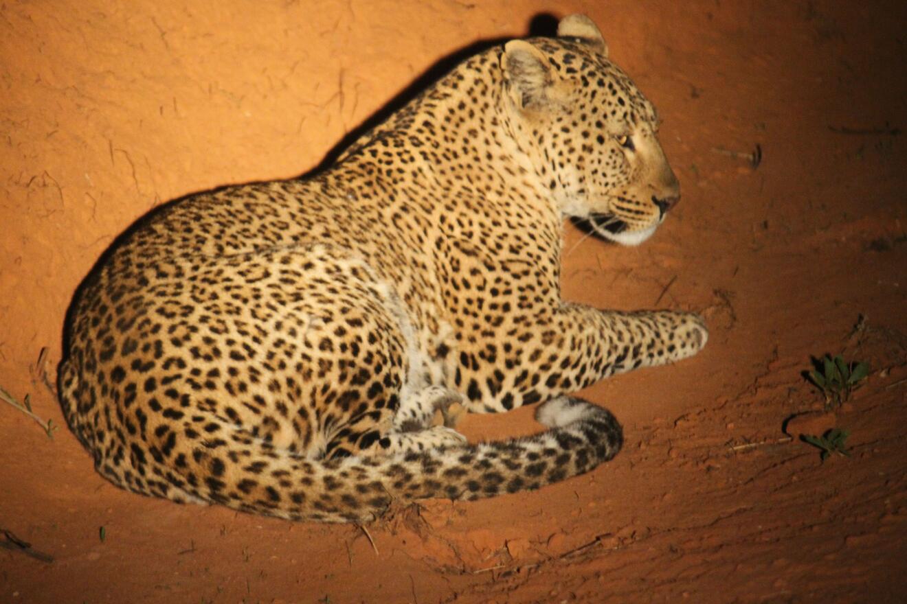 Leopard at Nyika Plateau