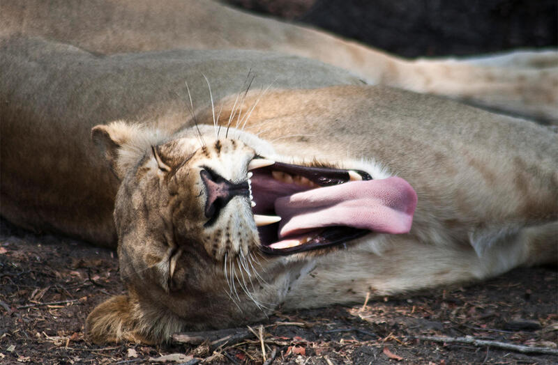 Lion waking up from a nap