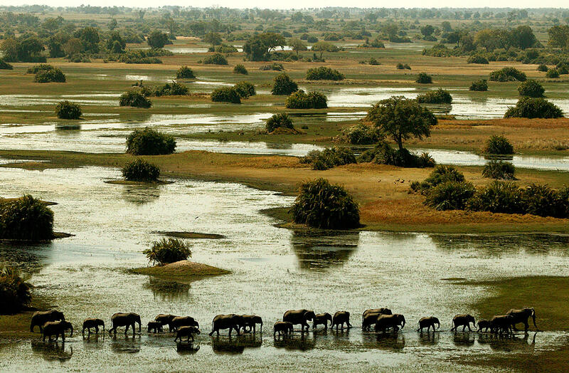Elephant family, Okavango Delta