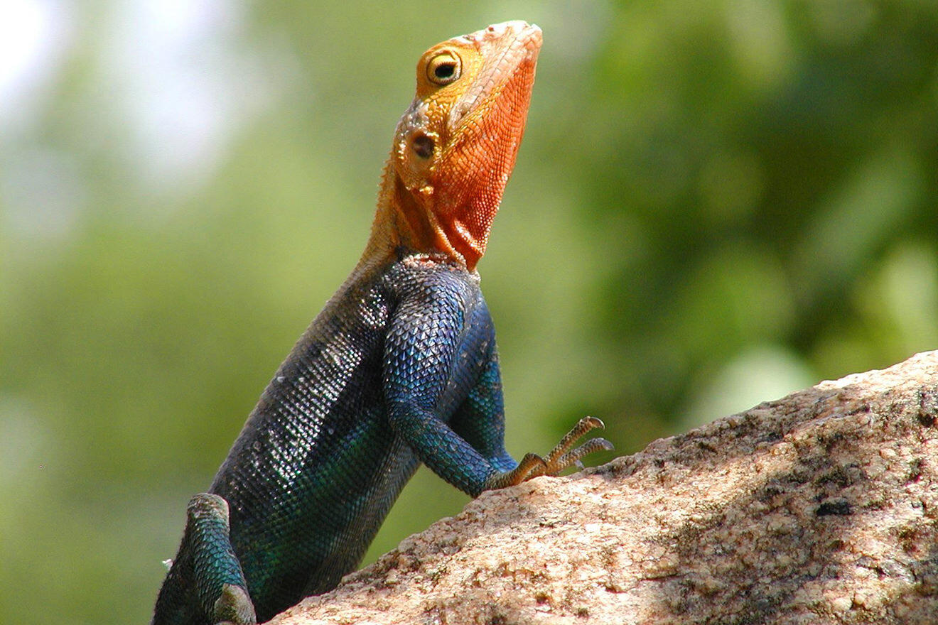 Agama on a rock