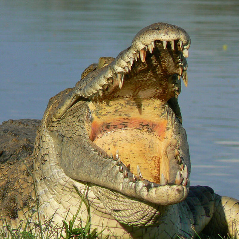 Nile Crocodile, Selous, Tanzania