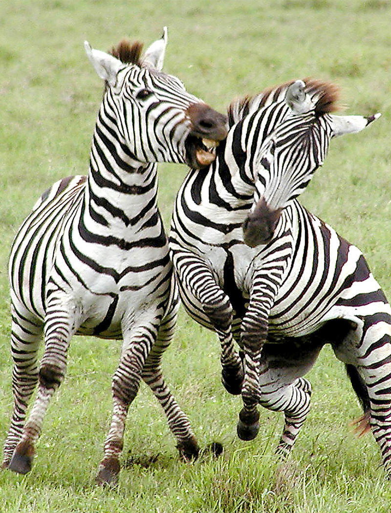 Zebras fighting in Ruaha
