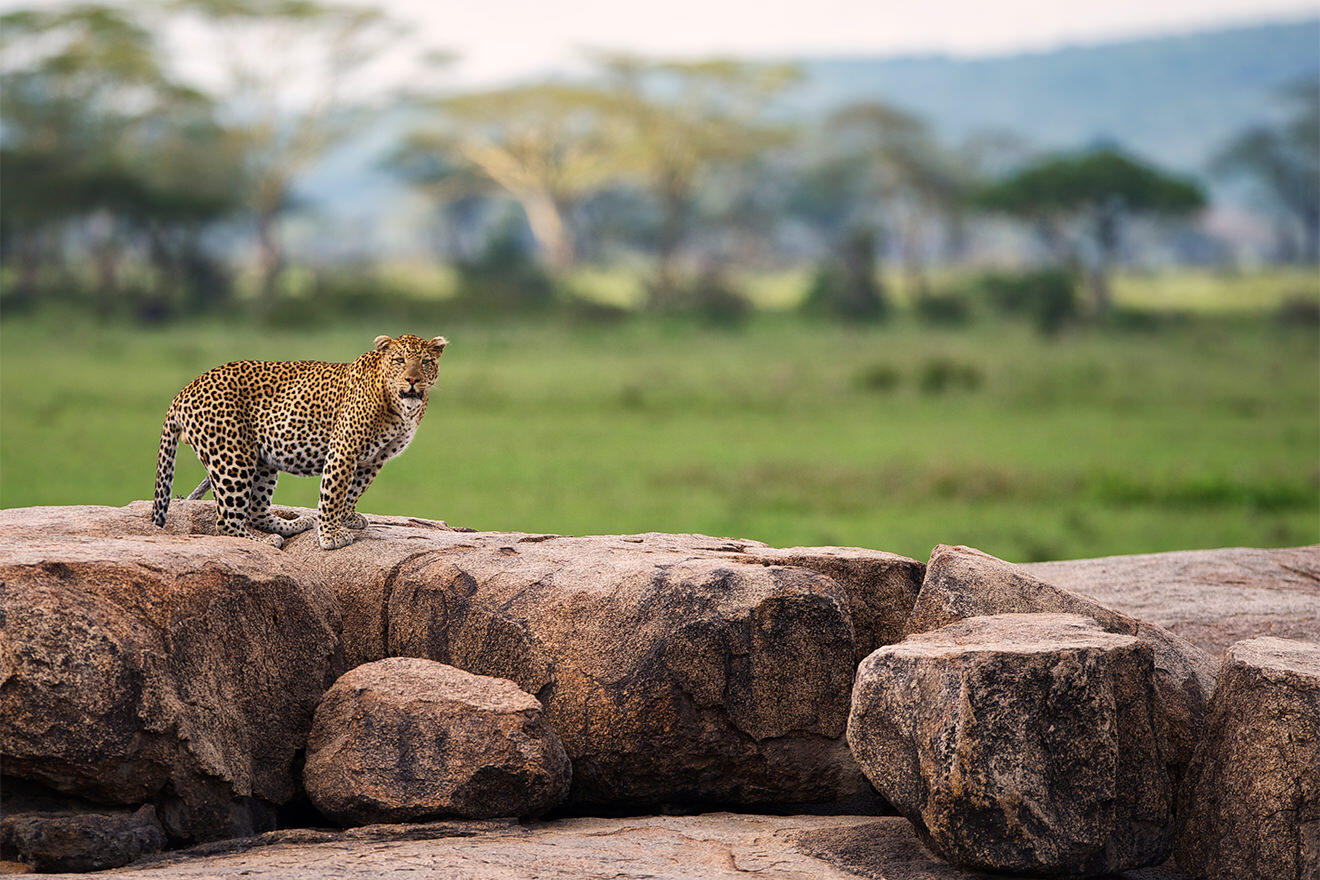 Dunia leopard, Serengeti