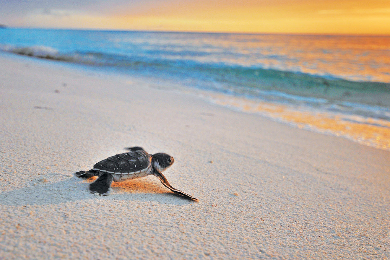 Turtle on the beach in the Seychelles