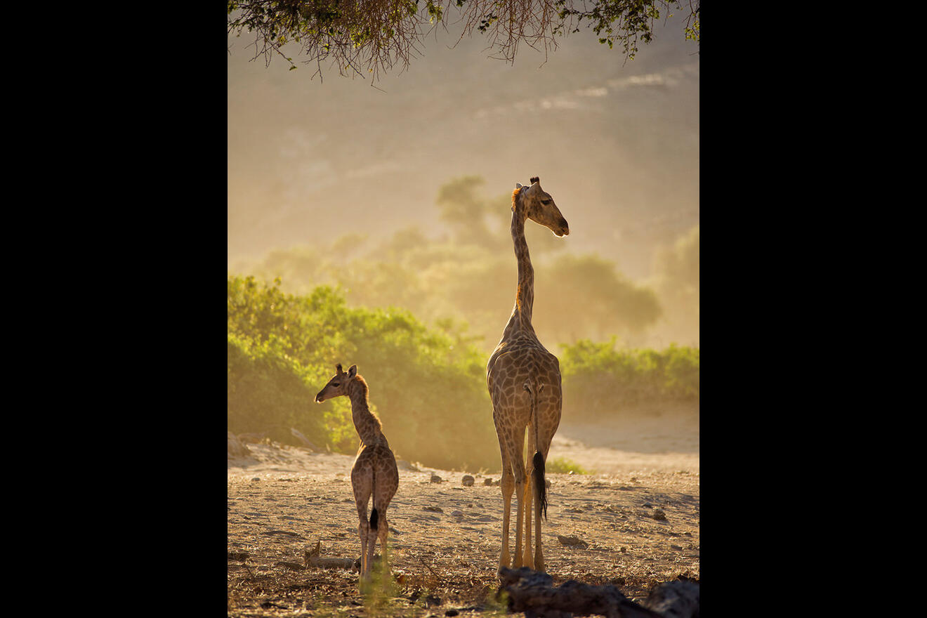 Hoanib Valley Camp - Wildlife - Desert adapted giraffe, Skeleton Coast