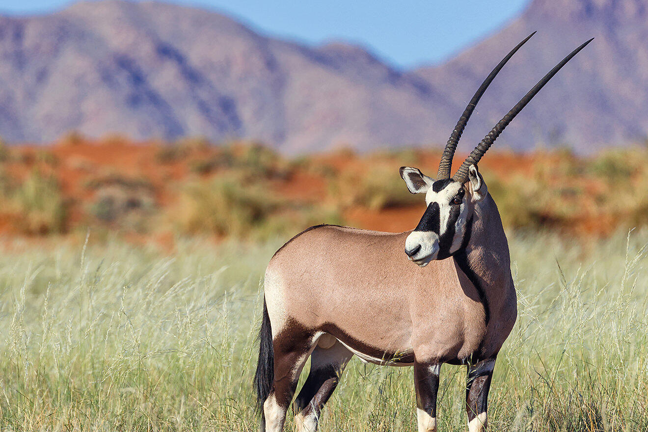A species thriving in harsh conditions, Sossusvlei & Namib Desert