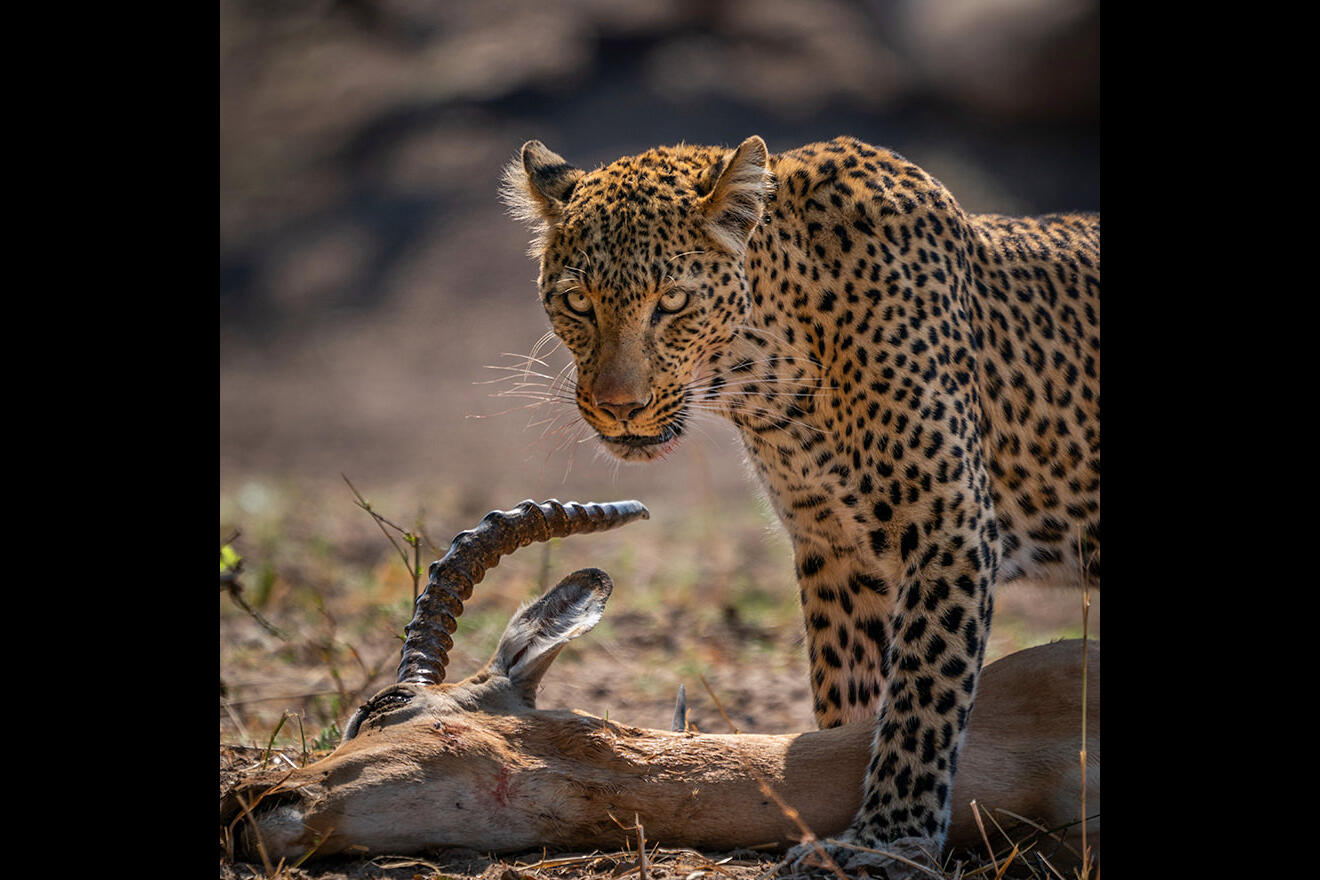 Leopard with its prey, South Luangwa
