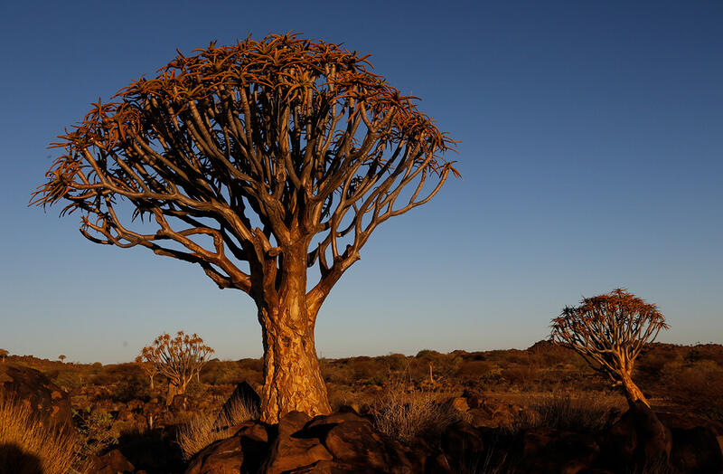 Trees at sunset, Southern Namibia