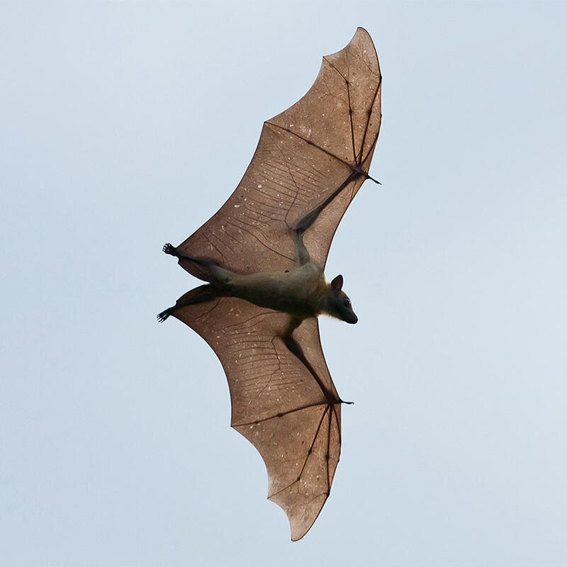 Kasanka Bat